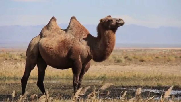 chameau-autre